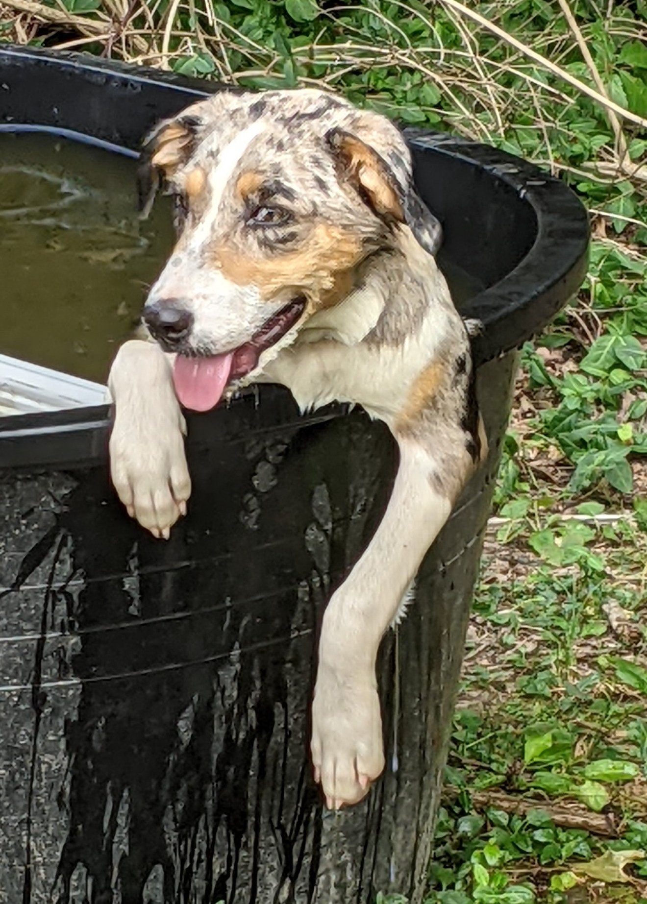 dog PICTURE